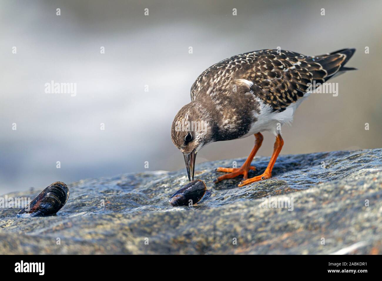 Ruddy Turnstone (Arenaria interpres) in non-breeding plumage  at the Danish North Sea coast. Denmark Stock Photo