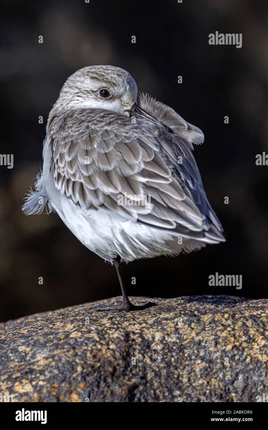 Sanderling (Calidris alba). Adult in non-breeding plumage resting on a rock on the North Sea coast. Denmark Stock Photo