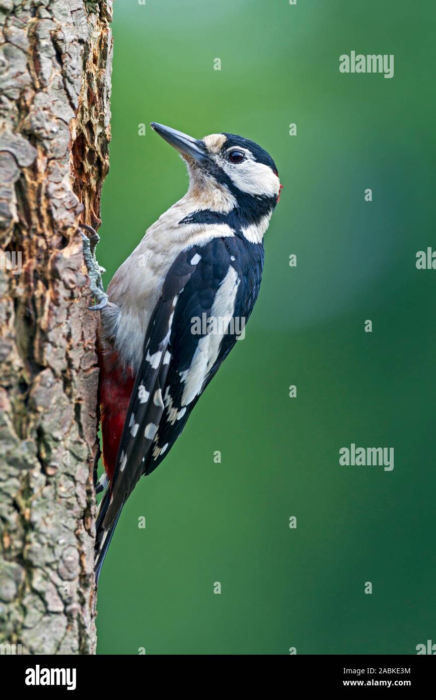 Great Spotted Woodpecker (Picoides major, Dendrocopos major). Male clinging to a tree trunk. Germany Stock Photo