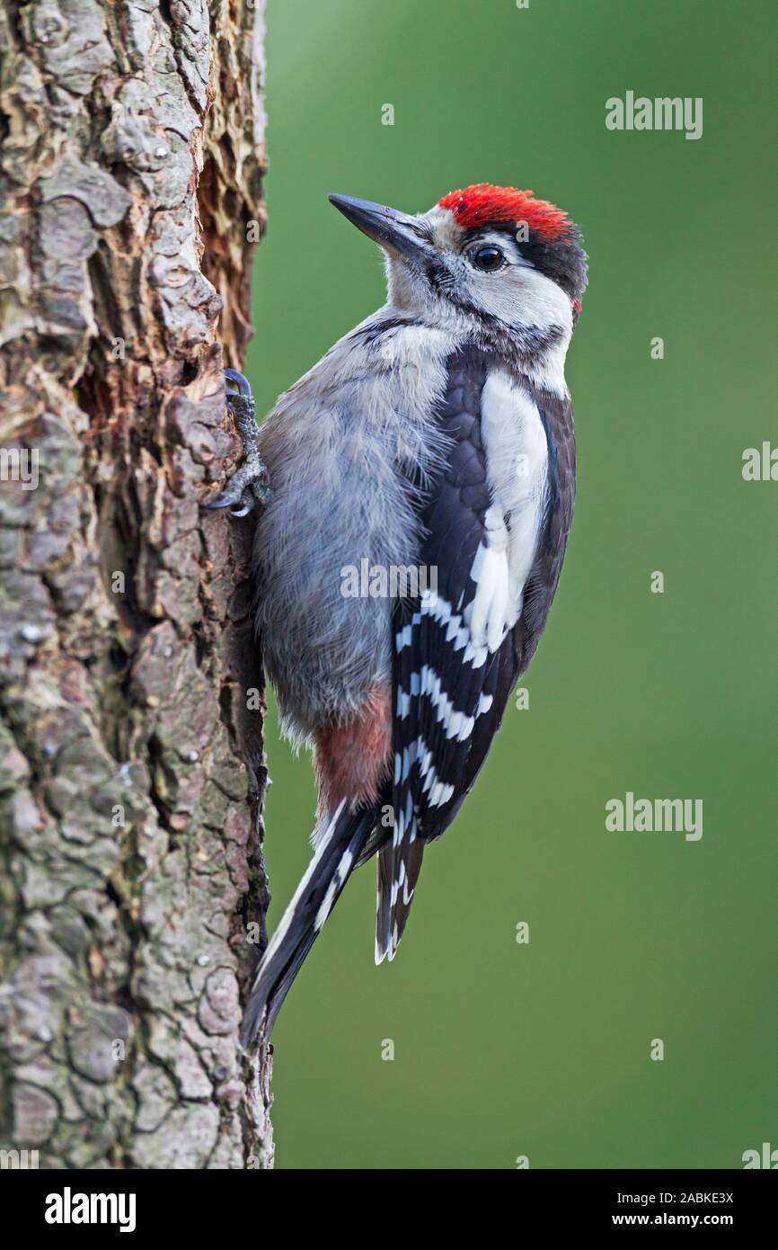 Great Spotted Woodpecker (Picoides major, Dendrocopos major). Juvenile clinging to a tree trunk. Germany Stock Photo