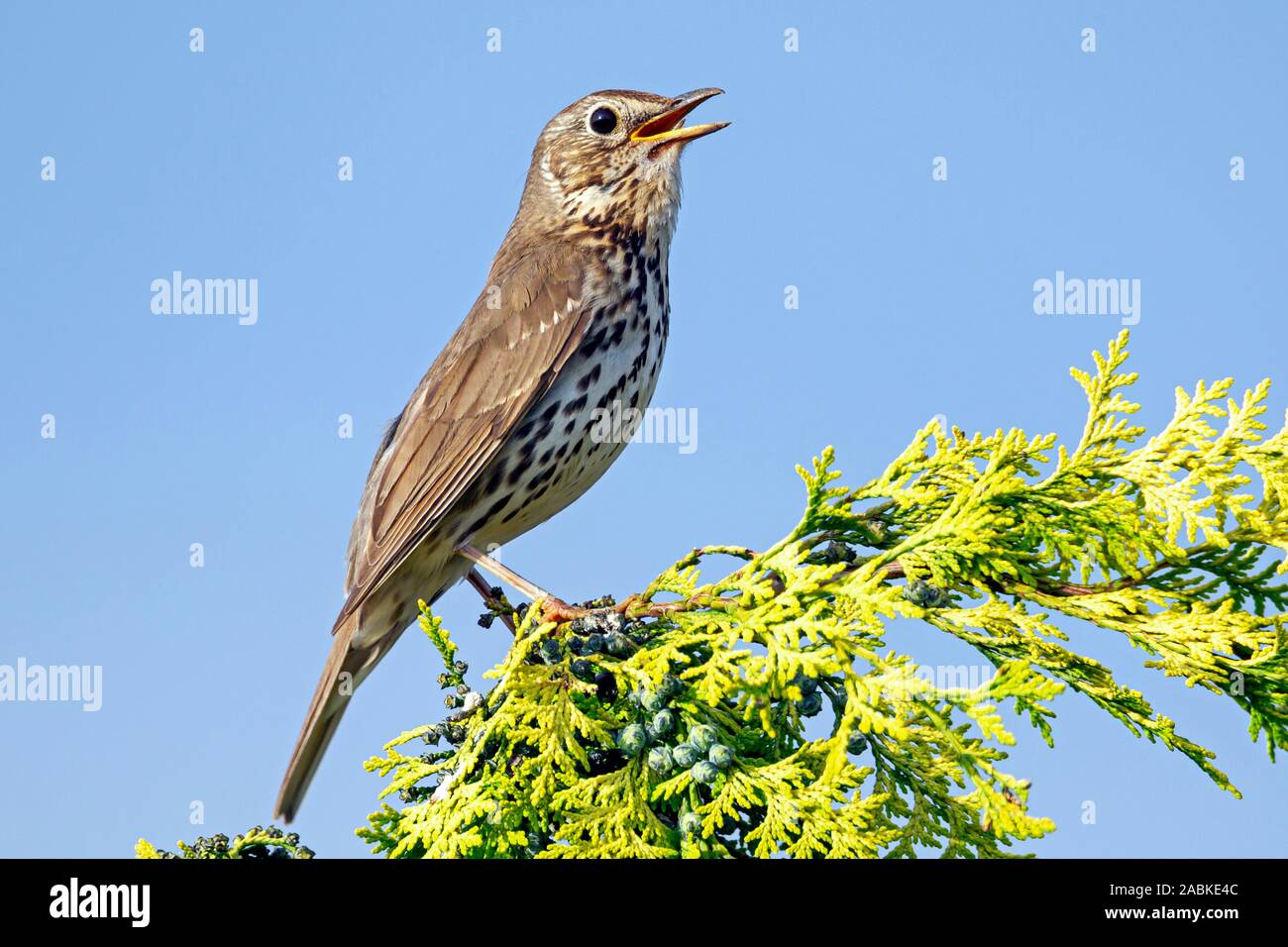 Song Thrush (Turdus philomelos). Male singing from song post. Germany Stock Photo