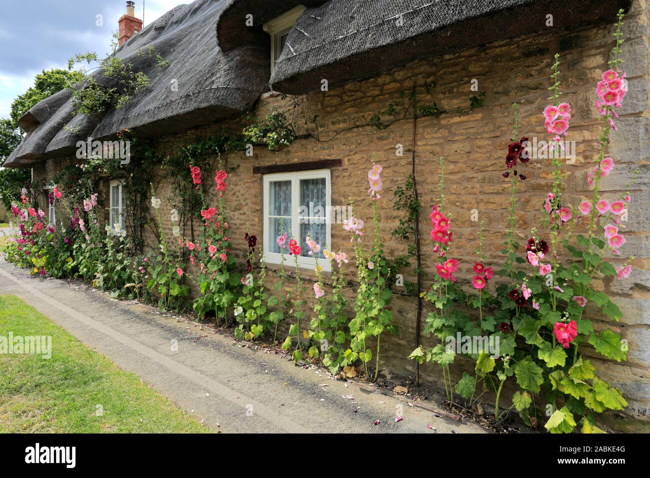 Hollyhock Flowers High Resolution Stock Photography and Images - Alamy