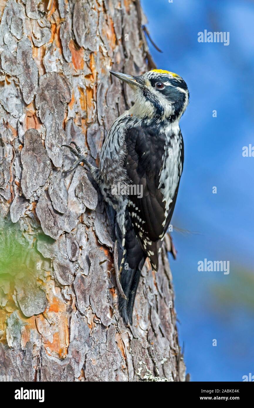 Eurasian Three-toed Woodpecker (Picoides tridactylus), male clinging to tree trunk. he adult male has a yellow cap, Sweden Stock Photo