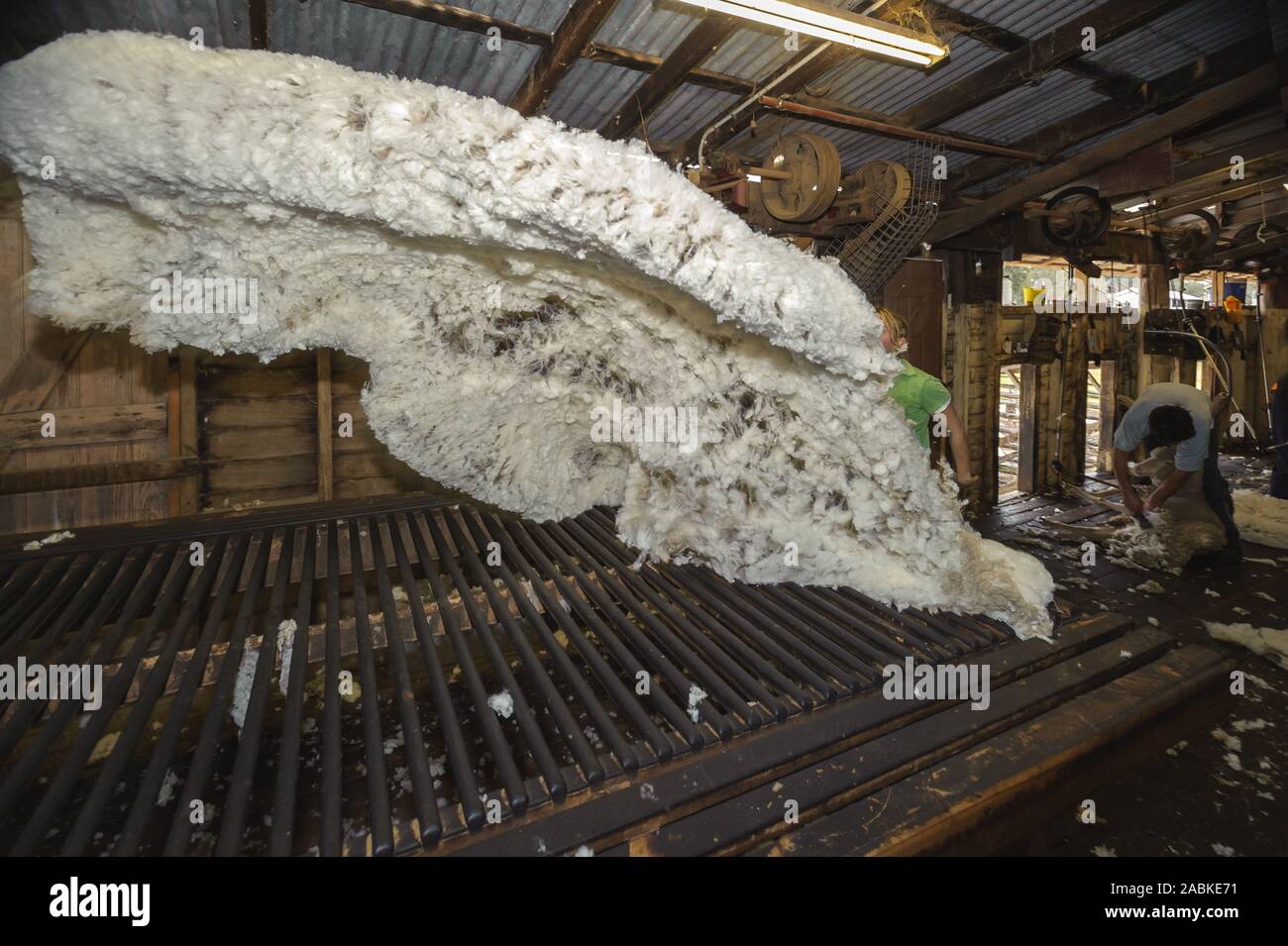Sheep shearing shed australia hires stock photography and images Alamy