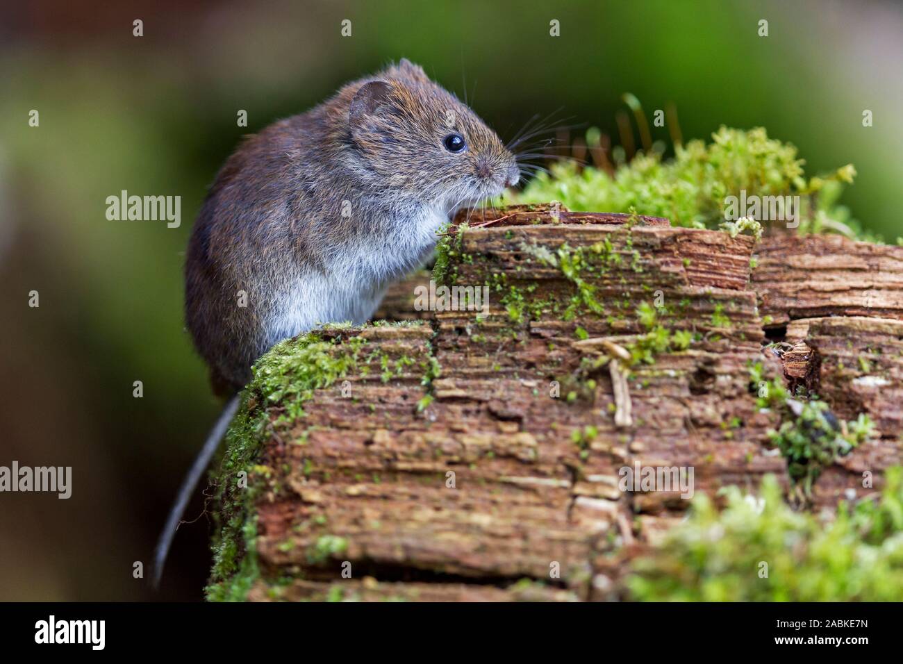 Bank Vole (Clethrionomys glareolus). Adult on a mossy log. Germany Stock Photo