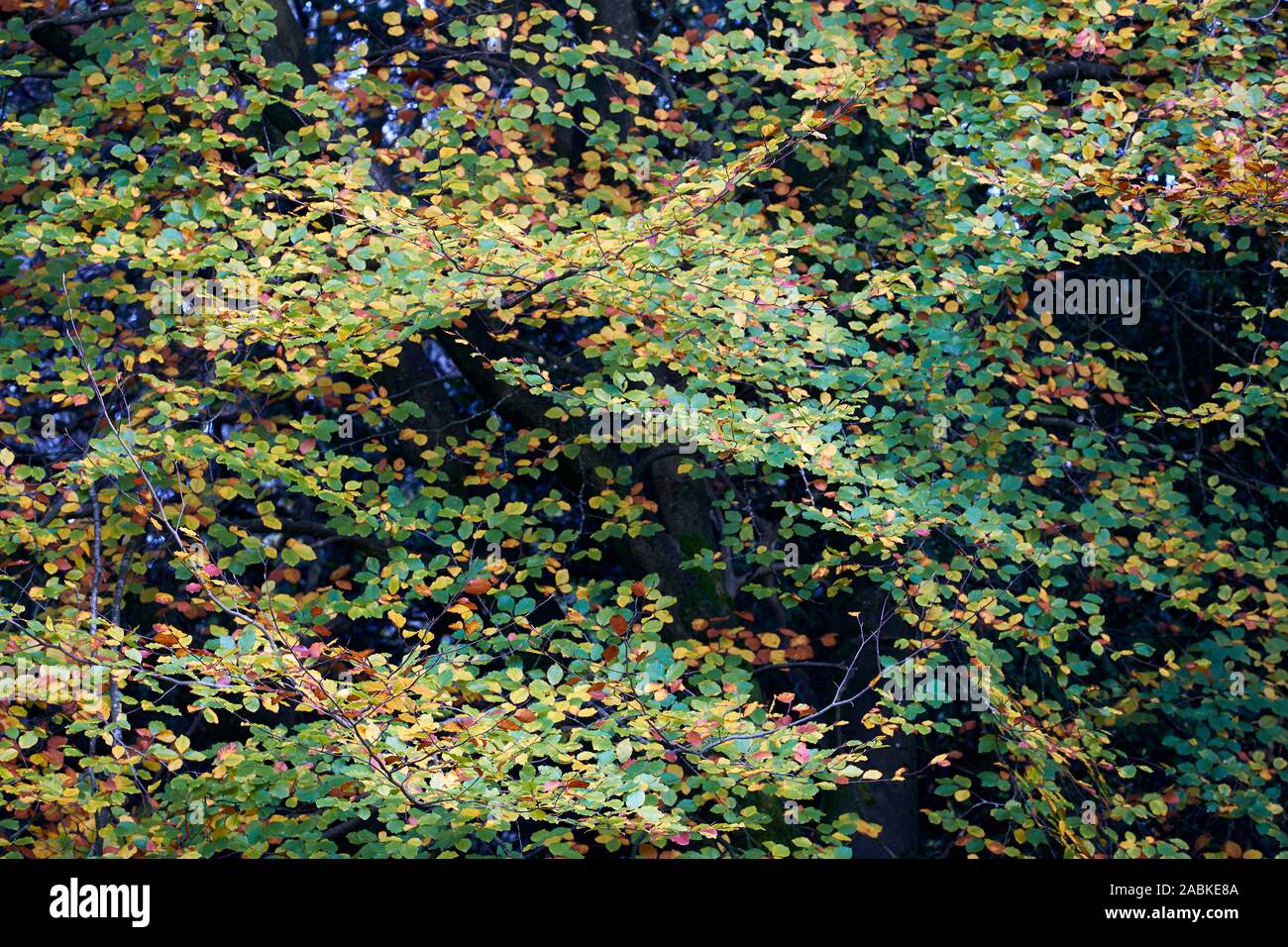 Spectacular colours of leaves on a tree in October that are starting to change due to the season of autumn, England, UK Stock Photo