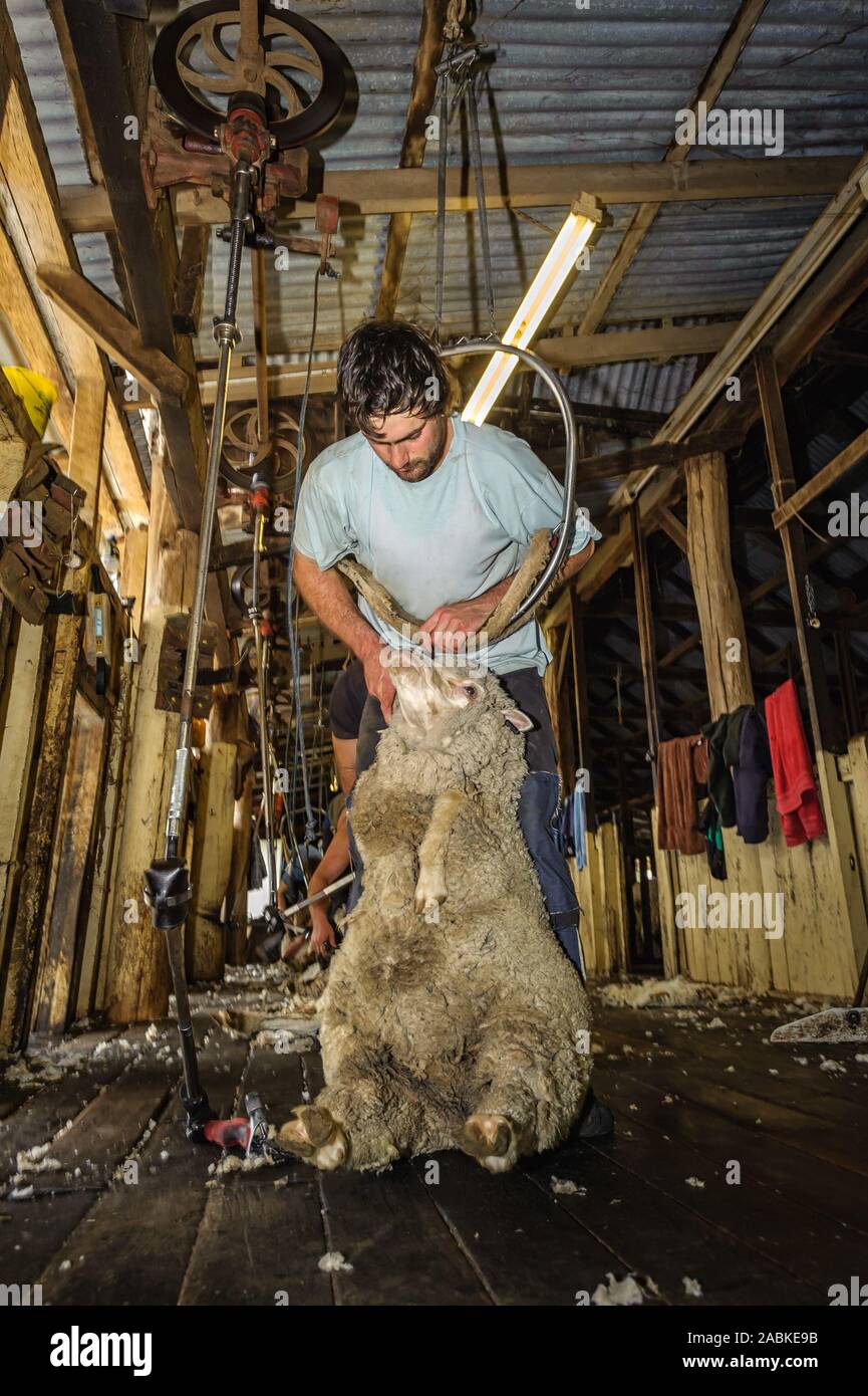 Sheep shearers hires stock photography and images Alamy