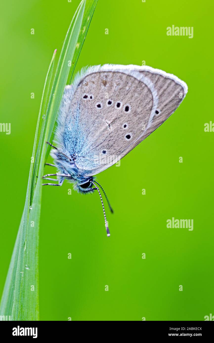 Mazarine Blue (Polyommatus semiargus). Butterfly on a blade of grass. Slovak Republic Stock Photo