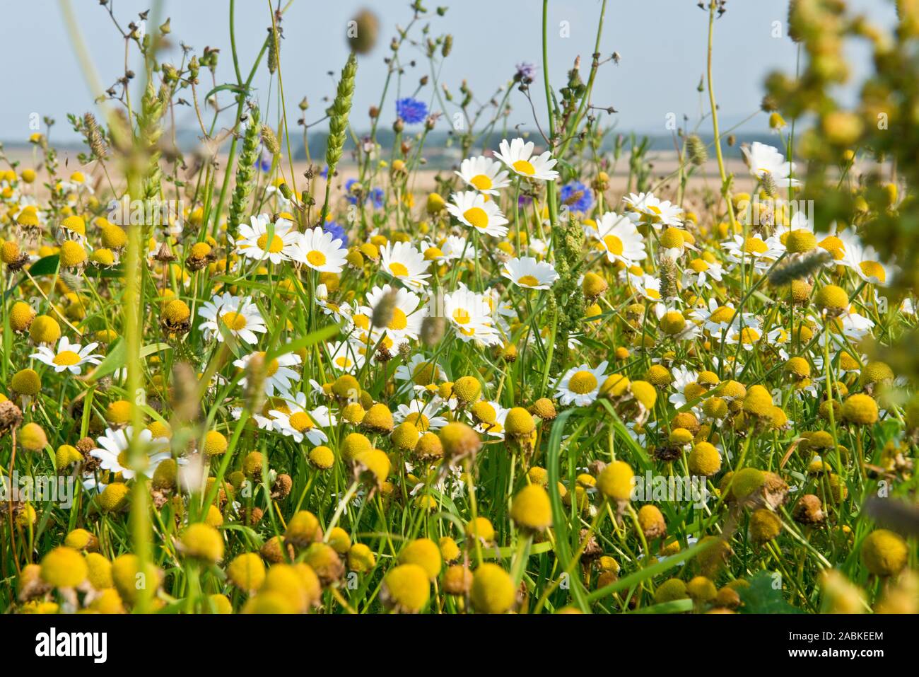 Wild flowers growing along edge of wheat field, East Lothian, Scotland Stock Photo