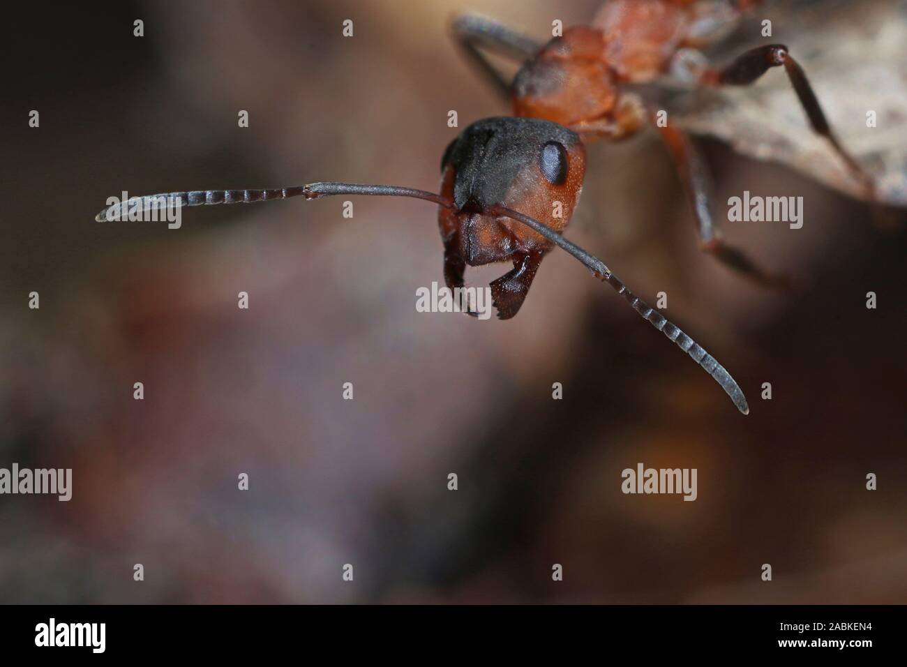 Small Red Wood Ant (Formica polyctena). Worker, portrait Germany Stock Photo