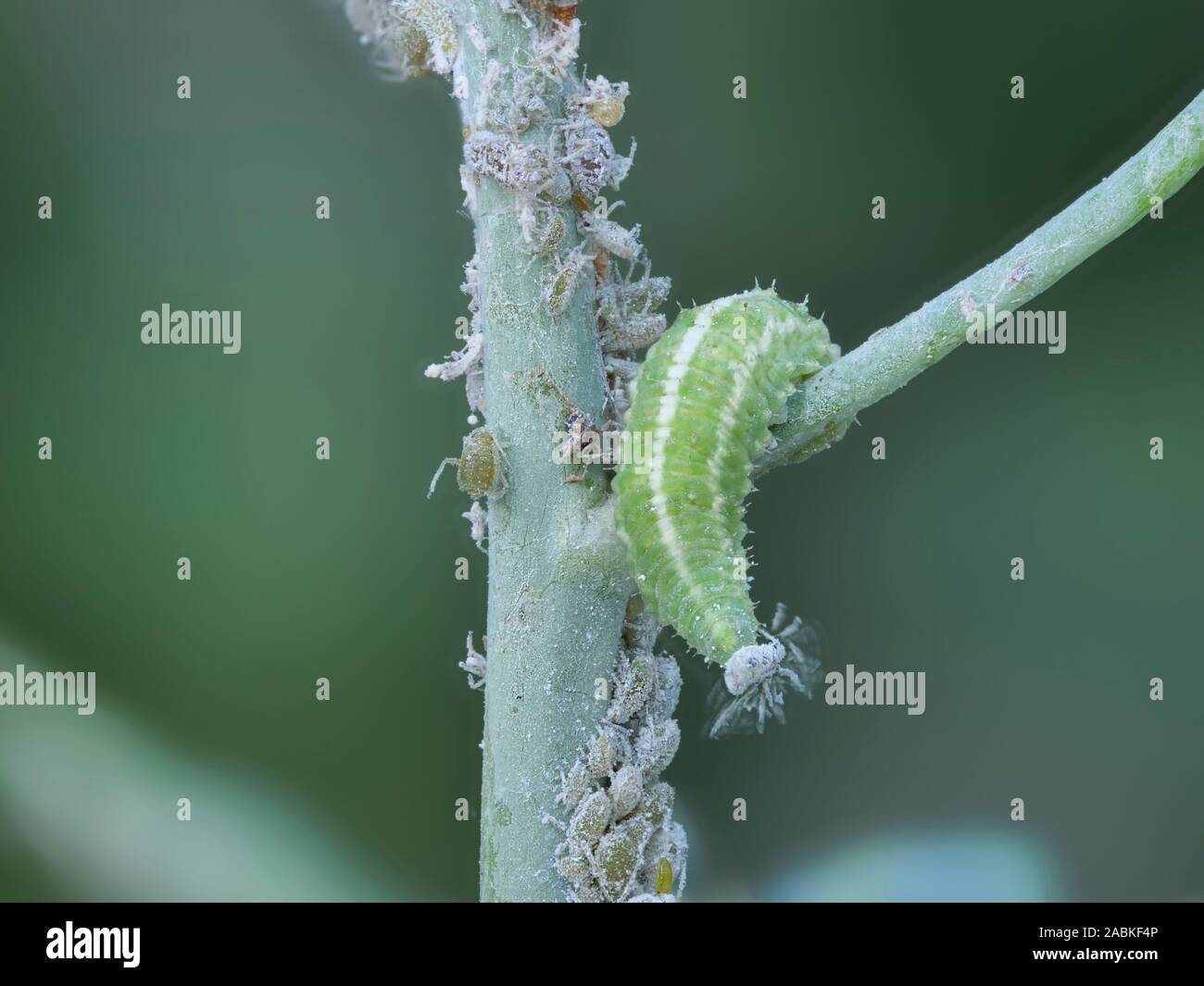 Hoverfly, Hover Fly (Syrphidae). Larva eating Cabbage Aphids (Brevicoryne brassicae). Germany Stock Photo