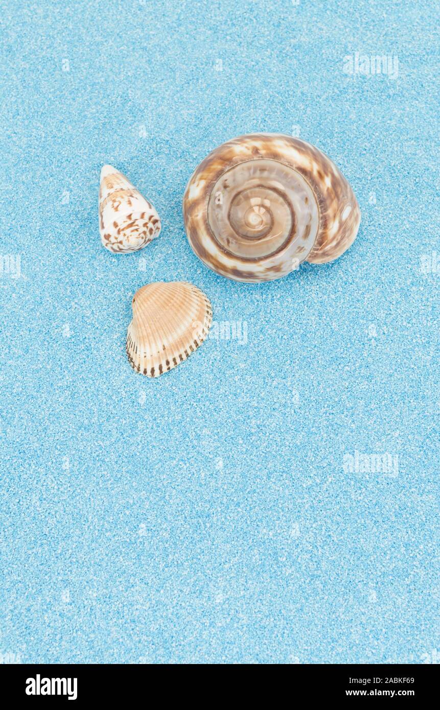 sea shell still life top perspective on a light blue sand backdrop ...