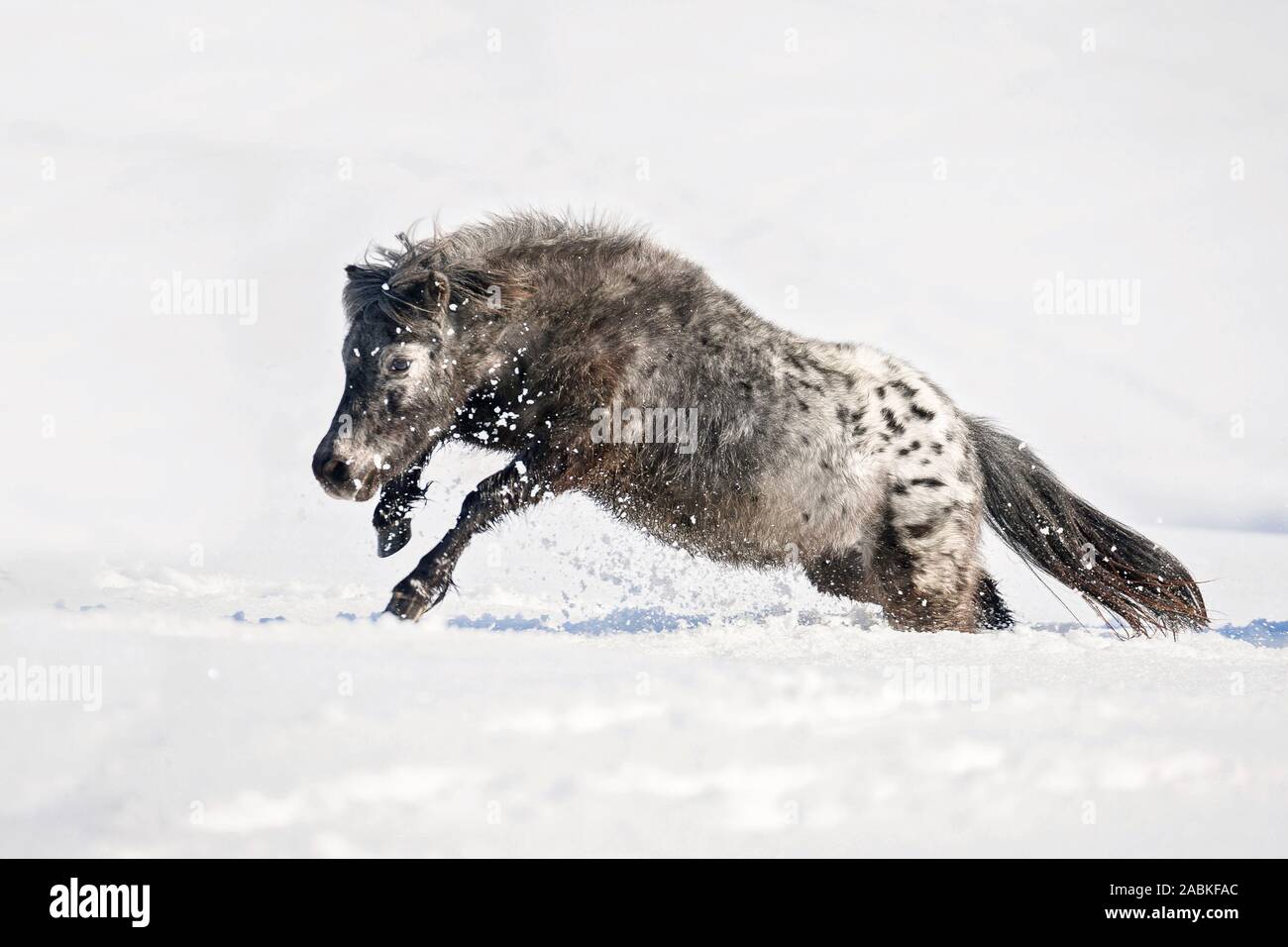 Miniature Shetland Pony, Miniature Appaloosa galloping in high snow. Austria Stock Photo