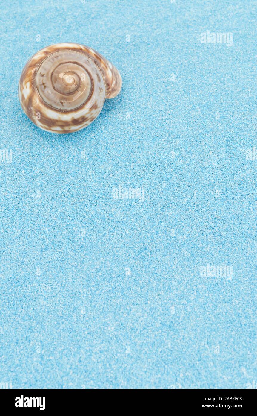 sea shell still life top perspective on a light blue sand backdrop ...