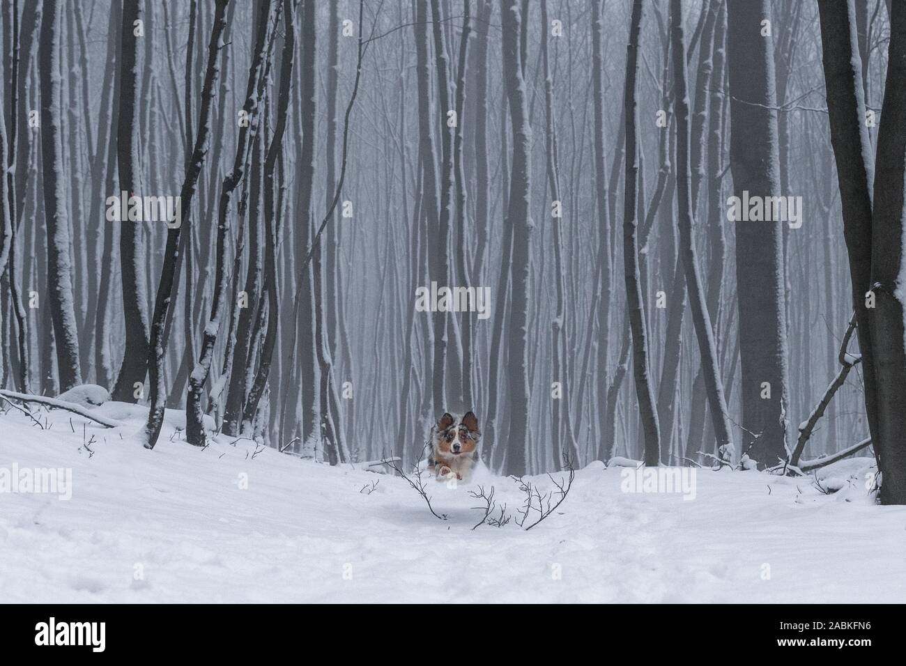 Dog australian shepherd running blue merle in nature in snow 2 Stock Photo