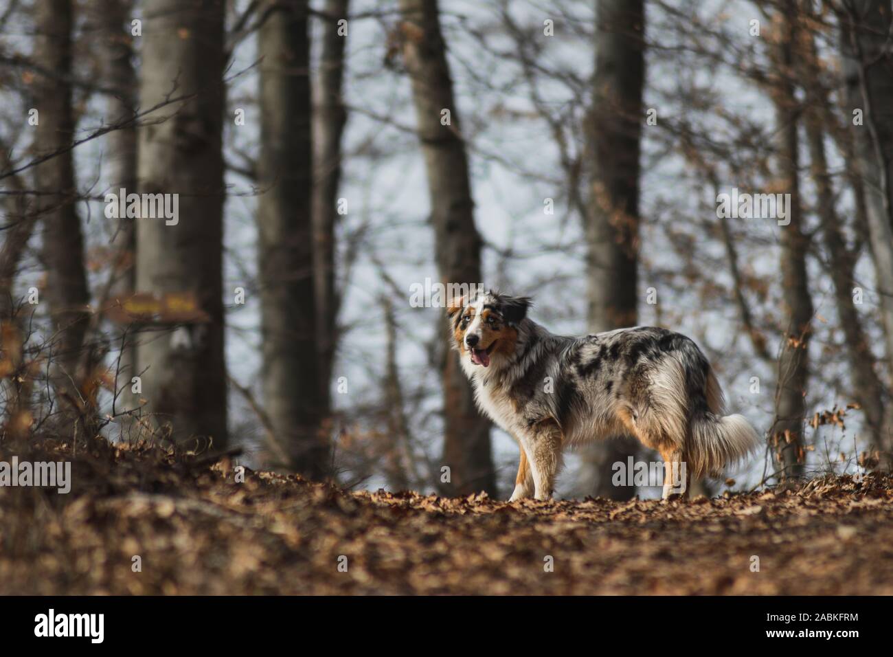 australian shepherd hiking