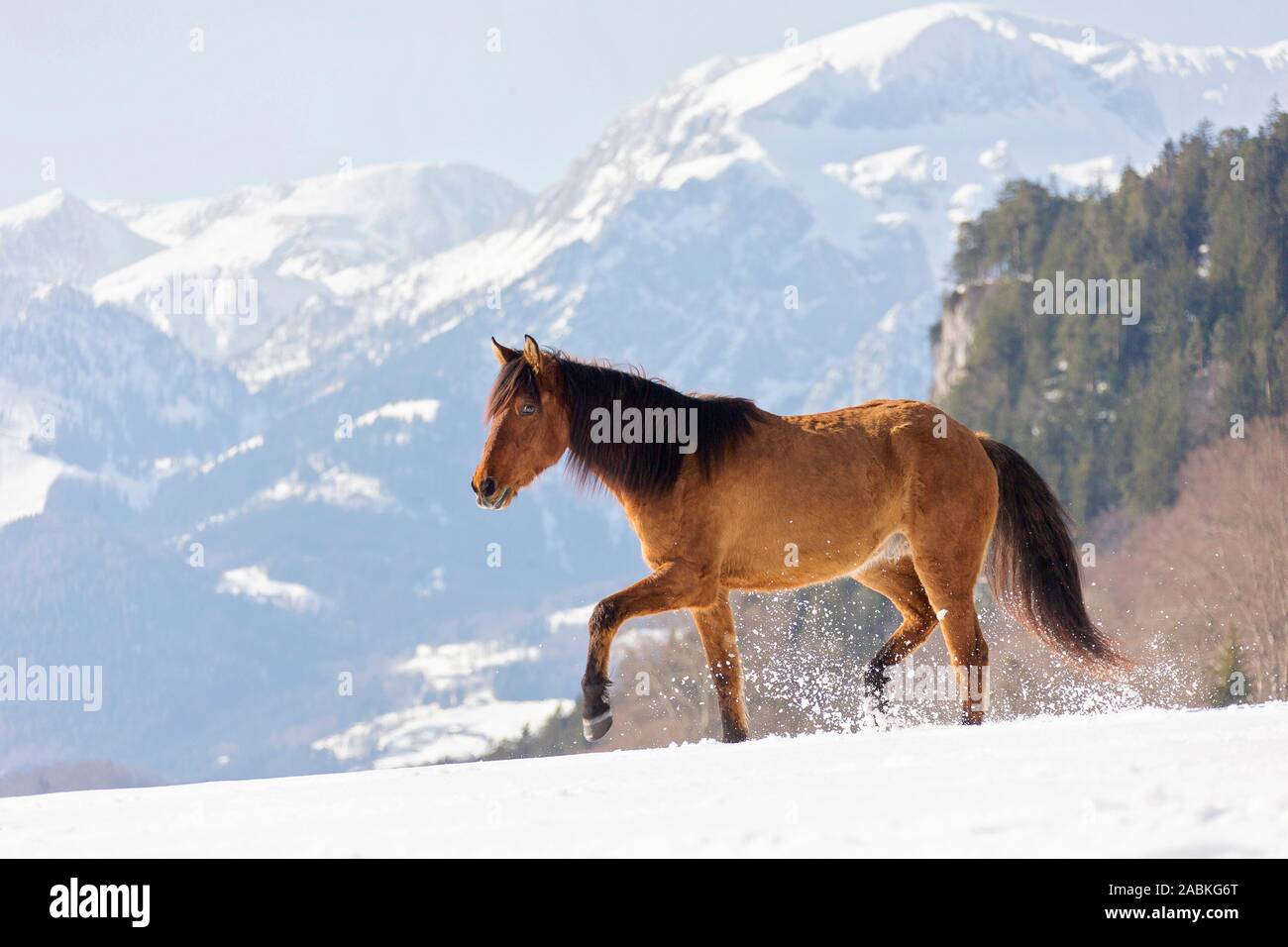 Mustang. Bay juvenile walking in snow with snowy mountains in background. Bavaria, Germany Stock Photo