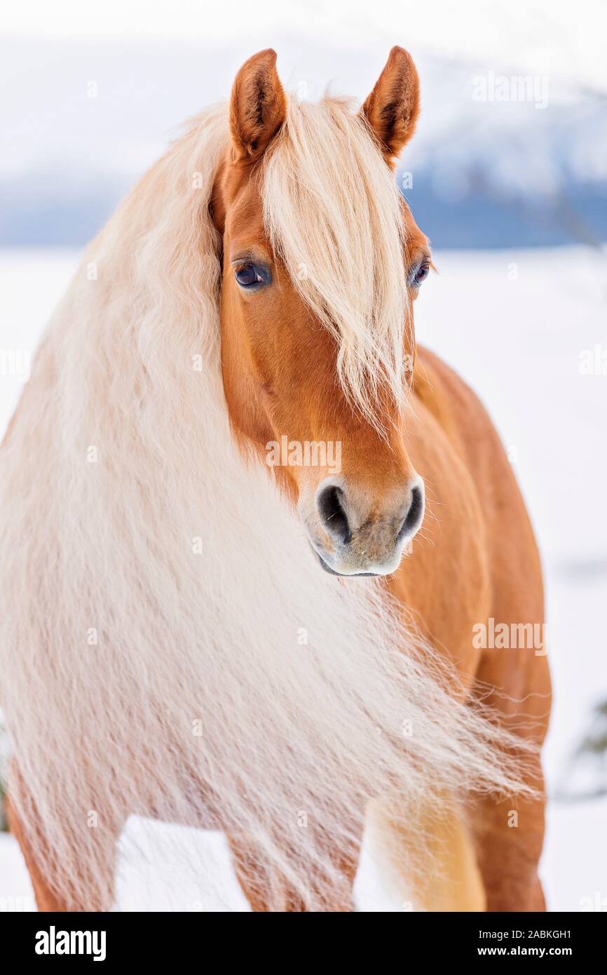 Haflinger Horse. Portrait of adult mare in winter. Austria Stock Photo