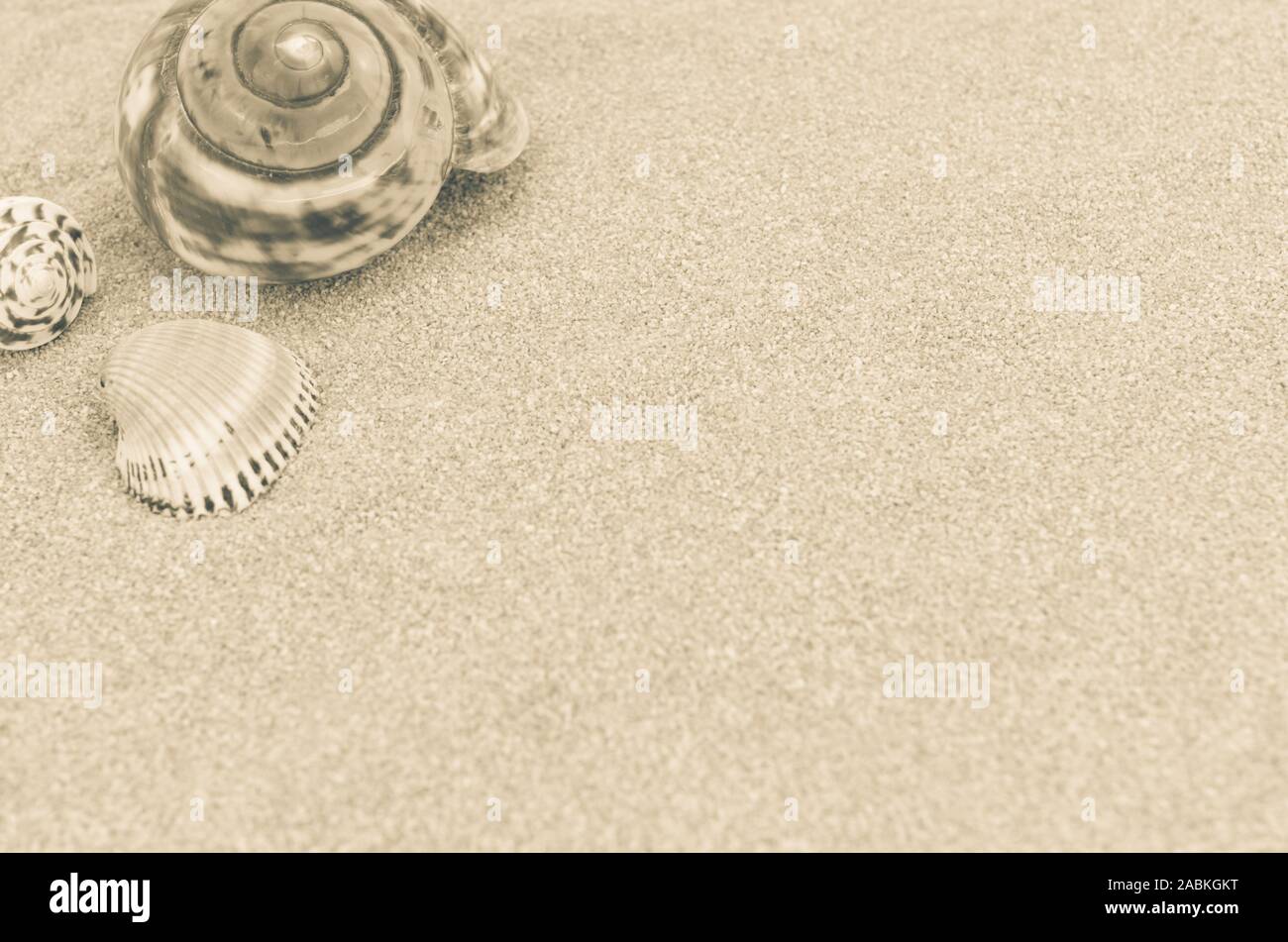 sea shell still life top perspective on a sand backdrop Stock Photo - Alamy
