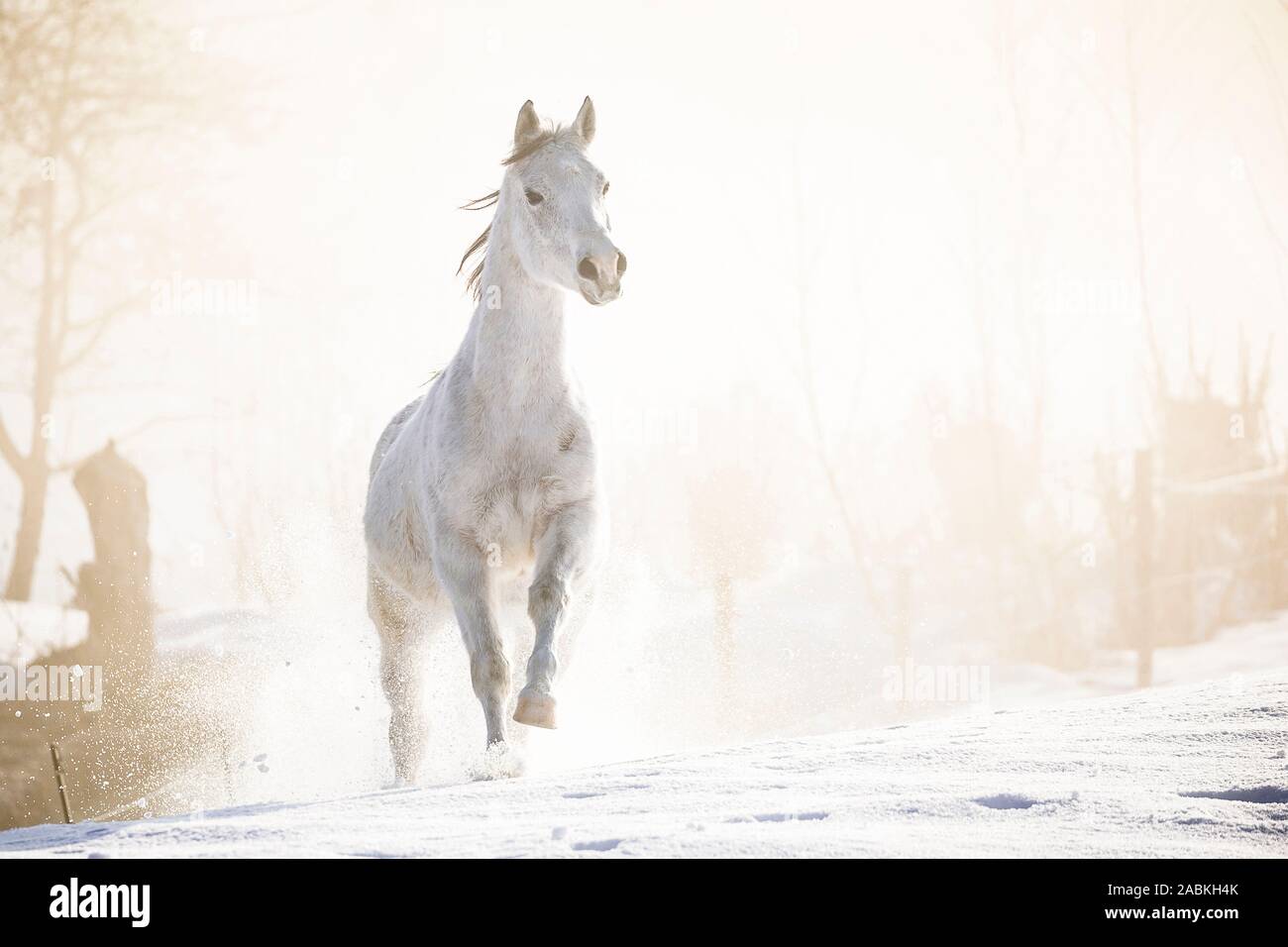 Arab Horse. Gray gray galloping on snow. Austria Stock Photo