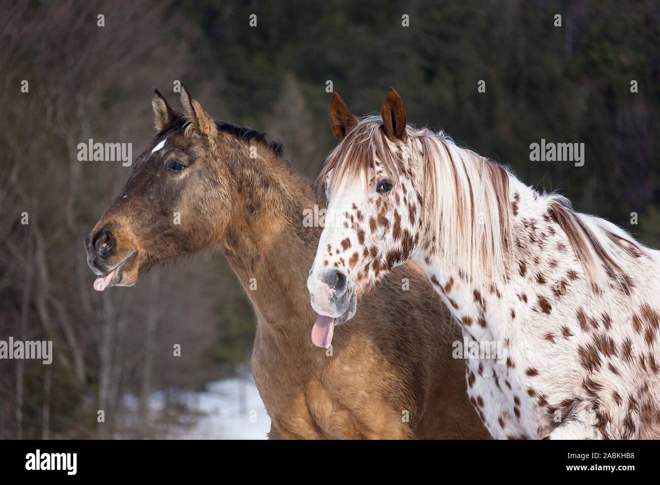 Appaloosa horse. Two adults sticking out their tongues. Bavaria, Germany Stock Photo