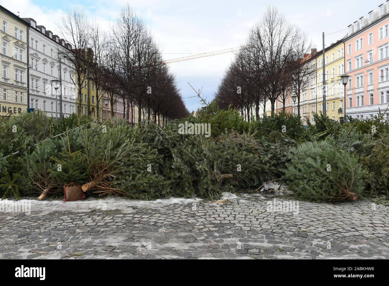 Illigal disposal of Christmas trees at Bordeauxplatz in Haidhausen. [automated translation] Stock Photo
