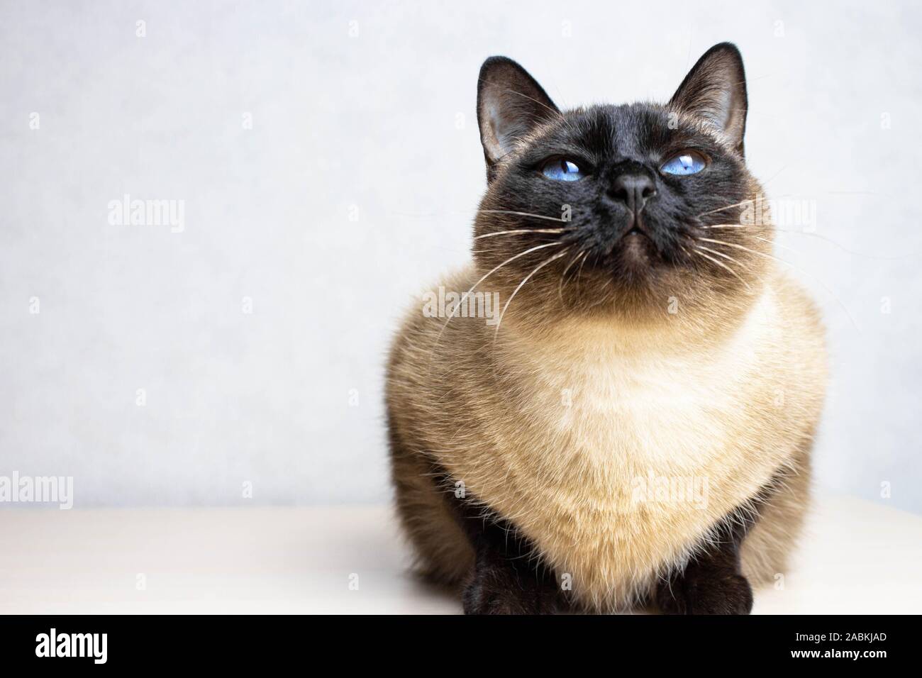 Siamese cat looking up on the white background, blue eyes Stock Photo ...