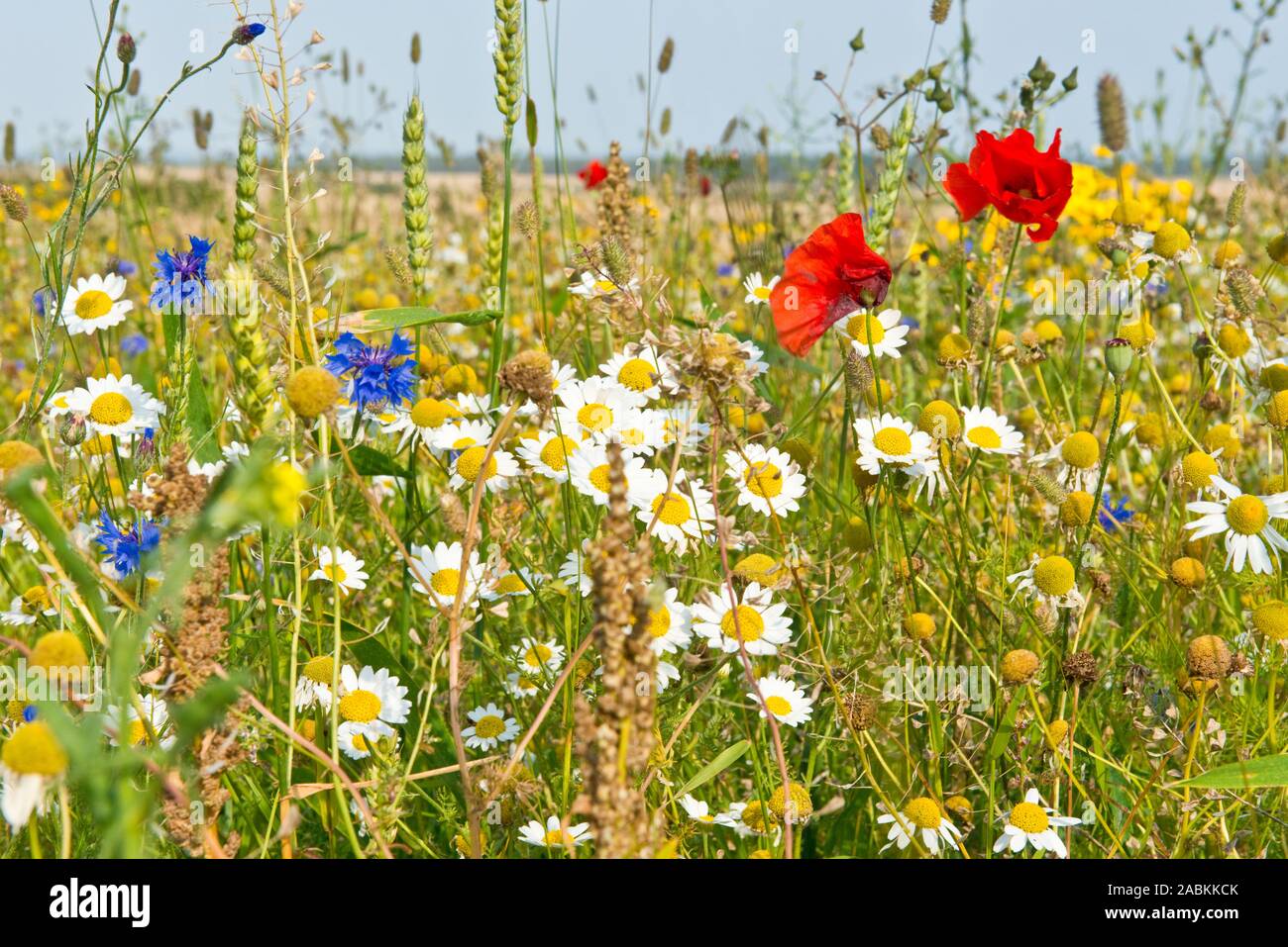 Wild flowers including field poppy growing along edge of wheat field, East Lothian, Scotland Stock Photo