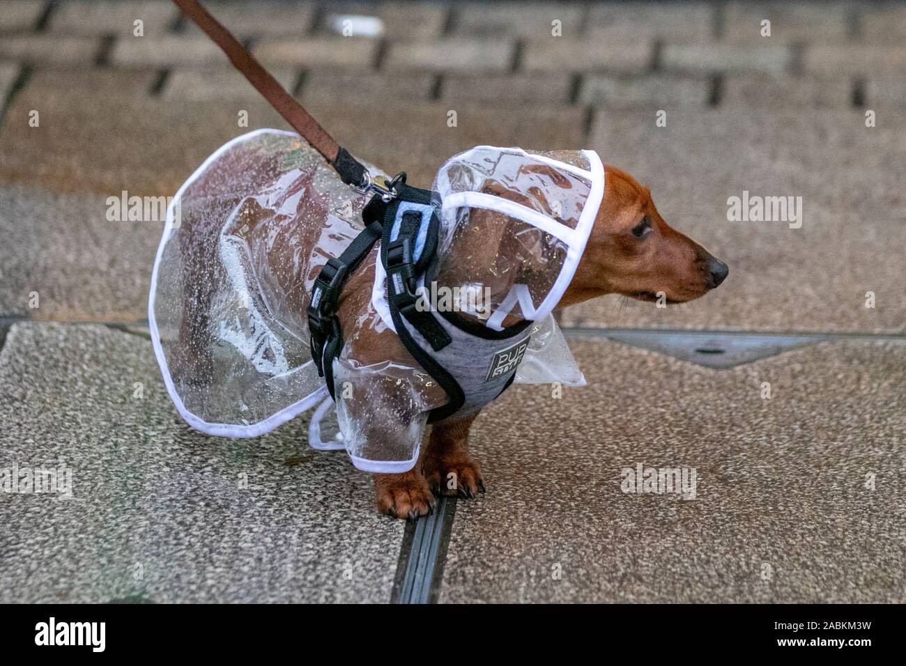 Dachshund sausage dog wearing clear plastic mac in Preston, Lancashire. Weather warnings for heavy rain puts a dampener on Black Friday sales in Preston. Dachshund sausage dog escapes the worst of the weather by wearing a clear polythene waterproof pooch coat. Stock Photo