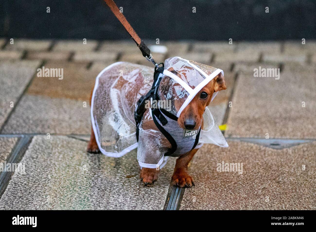 Dachshund sausage dog wearing clear plastic mac in Preston, Lancashire. Weather warnings for heavy rain puts a dampener on Black Friday sales in Preston. Dachshund sausage dog escapes the worst of the weather by wearing a clear polythene waterproof pooch coat. Stock Photo