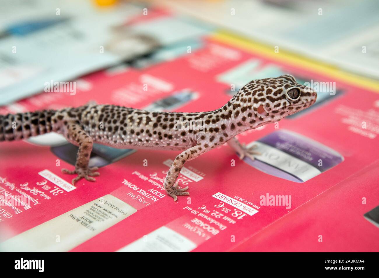 reptile rehoming near me