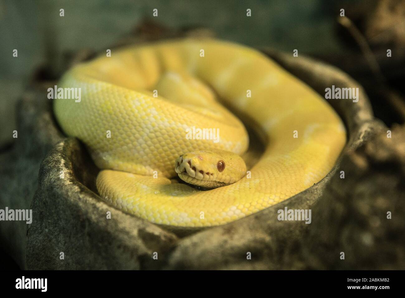 Yellow boa constrictor hires stock photography and images Alamy