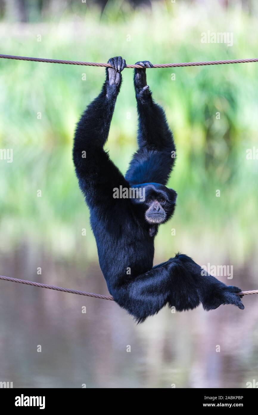 Relaxed posed and facial expressions of Black Gibbon seated, balancing on wires in Western Plains zoo Stock Photo