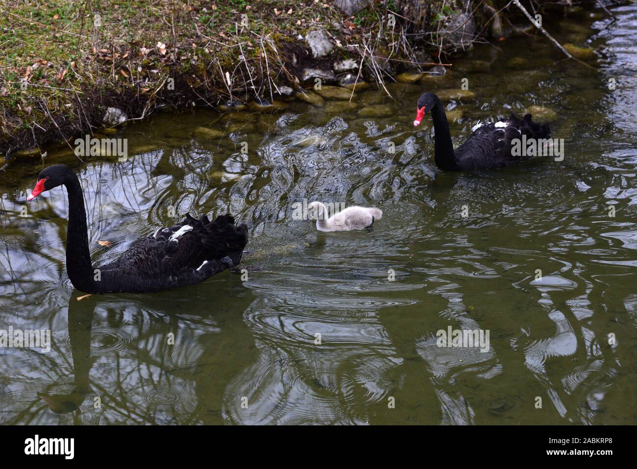 Målestok Broderskab syndrom Mourning Swans High Resolution Stock Photography and Images - Alamy