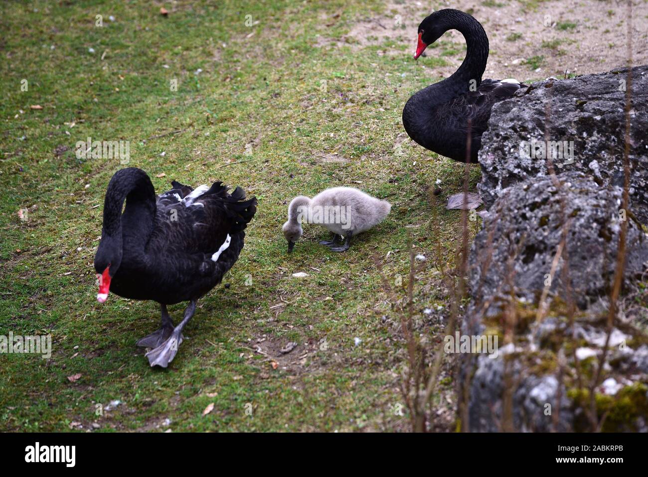 mest Republikanske parti Frø Mourning Swan High Resolution Stock Photography and Images - Alamy
