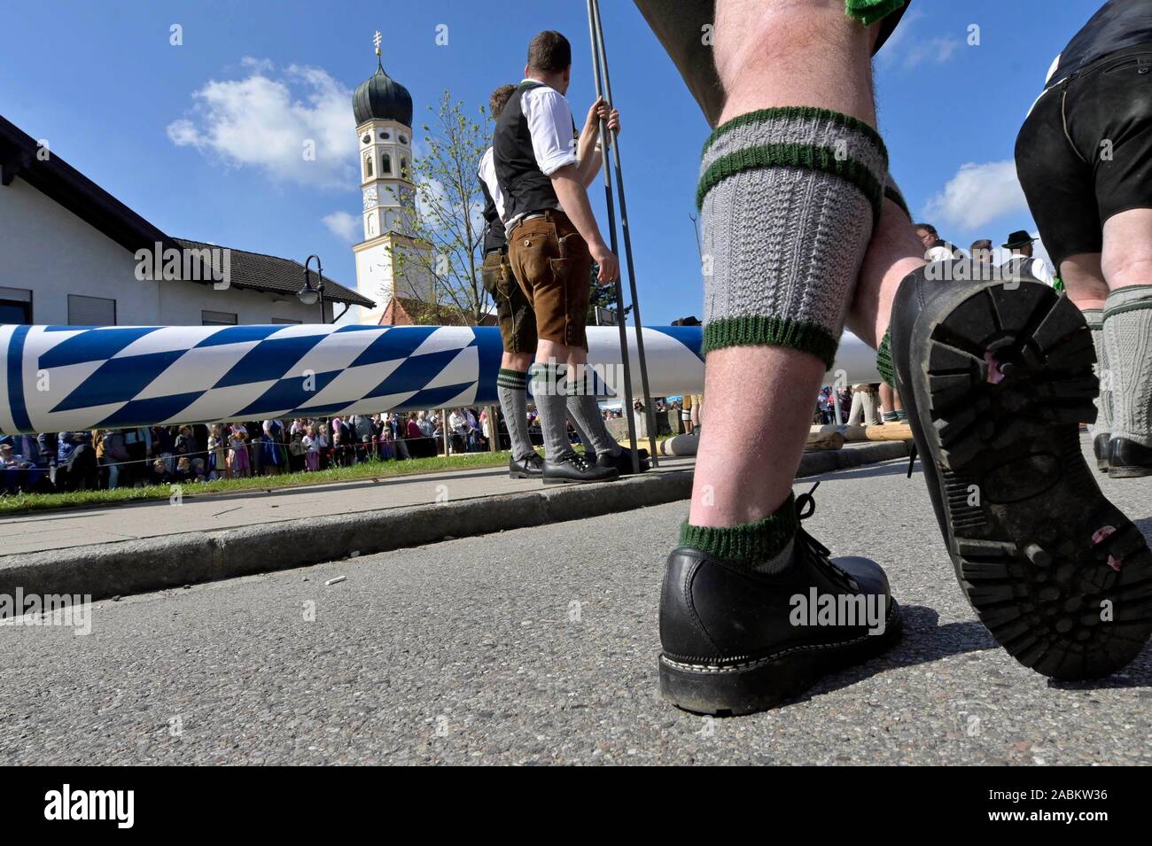 The Hohenbrunn Maypole is traditionally erected by hand, secured with a ...