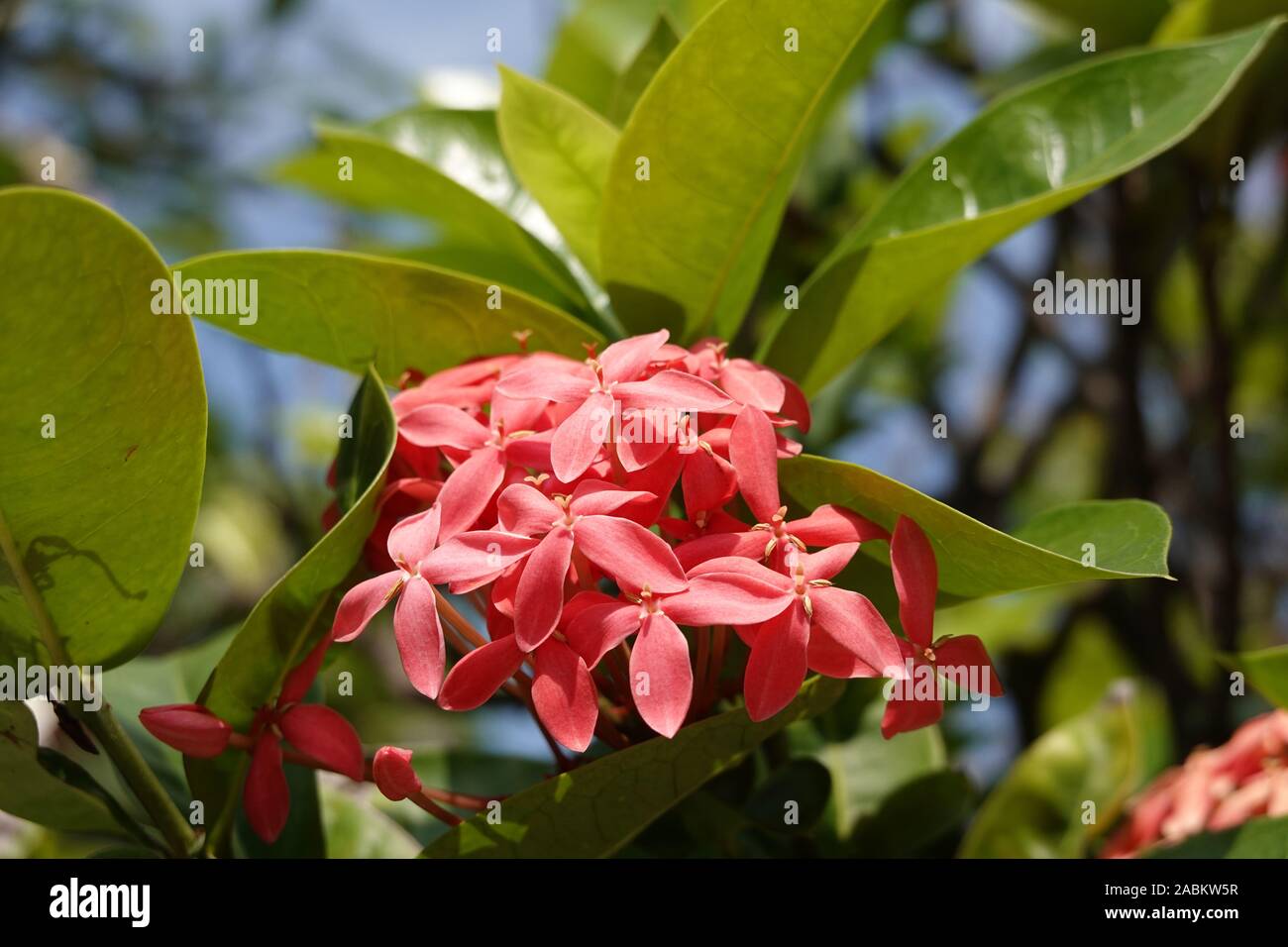 Red flowers of ixora coccinea, flame of the woods, jungle geranium, blue sky, blurred background, close up, beautiful tropical Red spike flower Stock Photo