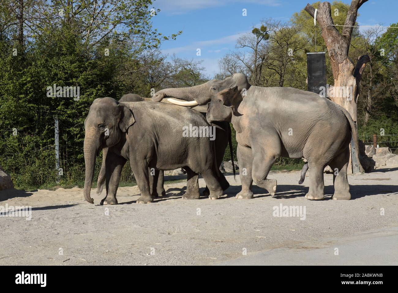 How Do Elephants Mate
