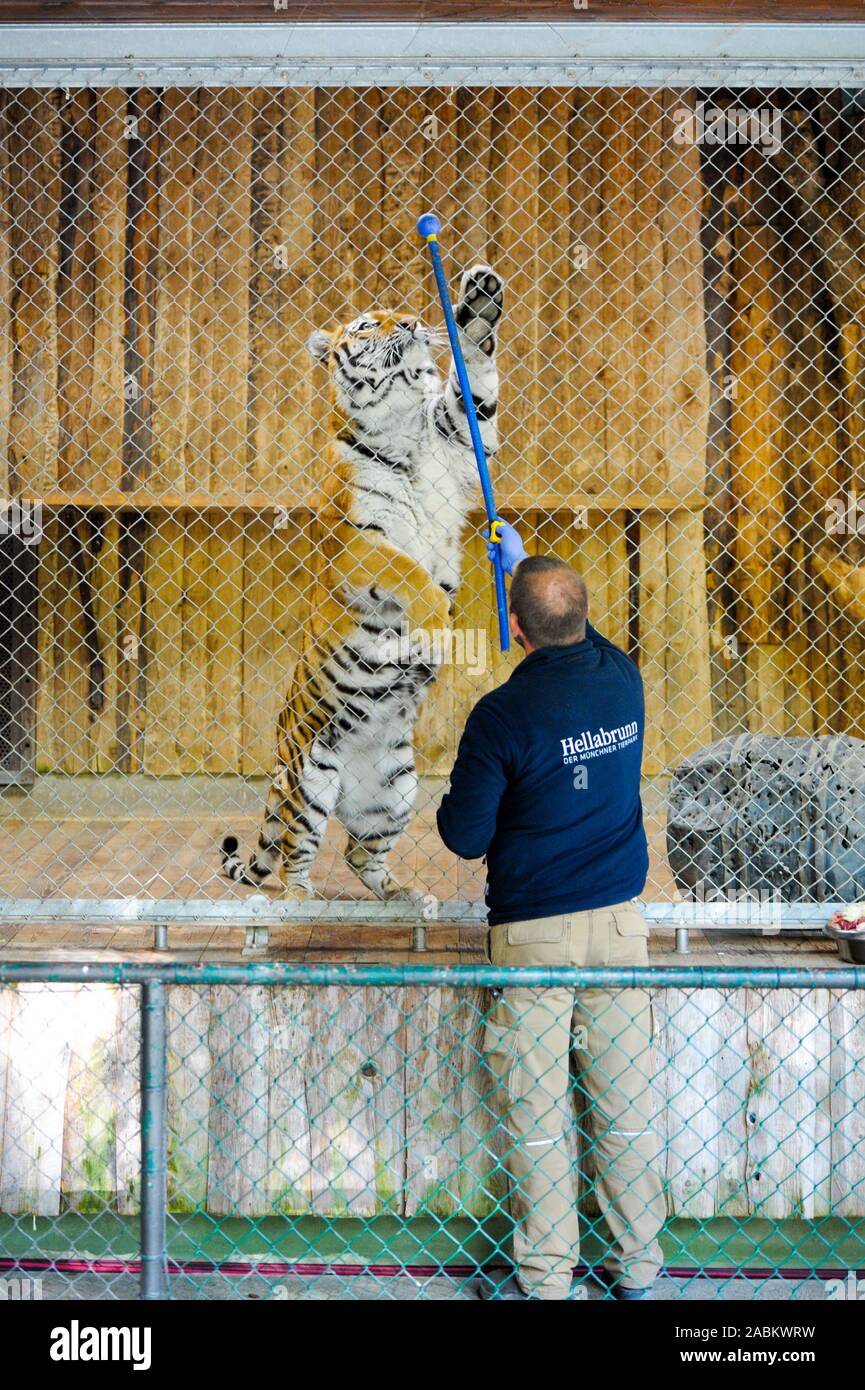 The animal keepers at Hellabrunn Zoo regularly do confidence training and exercises with the animals so that it is possible to get closer to them during medical examinations, for example. Here in the picture an animal keeper examines a tiger in his enclosure. [automated translation] Stock Photo