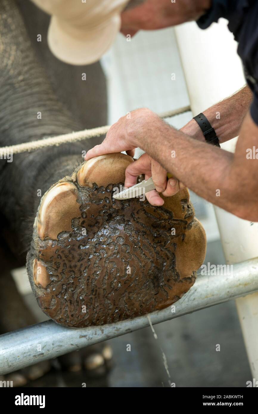 An animal keeper in the Hellabrunn zoo takes care of the elephants