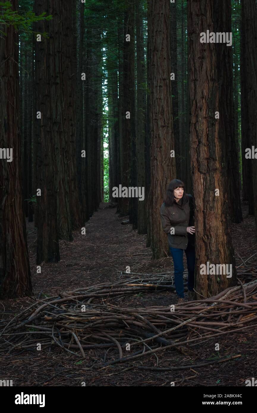 Woman standing, encircled by a nest of dead tree branches, in a tall, Redwood forest, in the Yarra Valley, Australia. Stock Photo
