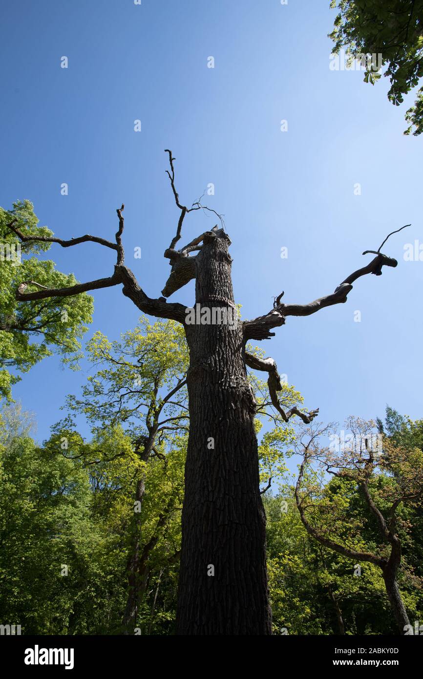 A tree methuselah. This tree is about 300 years old, has become very thick and already died. But it still provides habitat for beetles. For the protection of the monastery forest, this was awarded as an official project of the UN Decade of Biological Diversity. [automated translation] Stock Photo