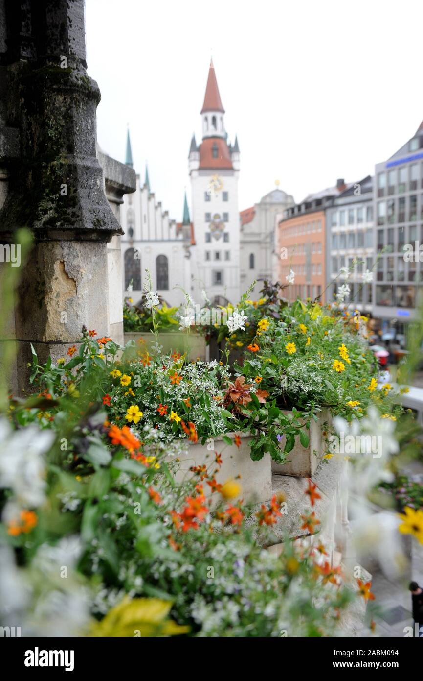 New, bee-friendly flower decoration on the Munich town hall balcony. [automated translation] Stock Photo