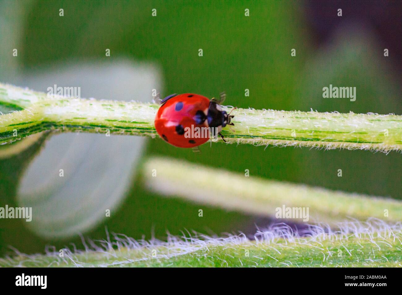 Asian lady beetle on twig near Minnesota River Natural insecticide that destroys pests of crops. A closeup of a ladybug. Stock Photo