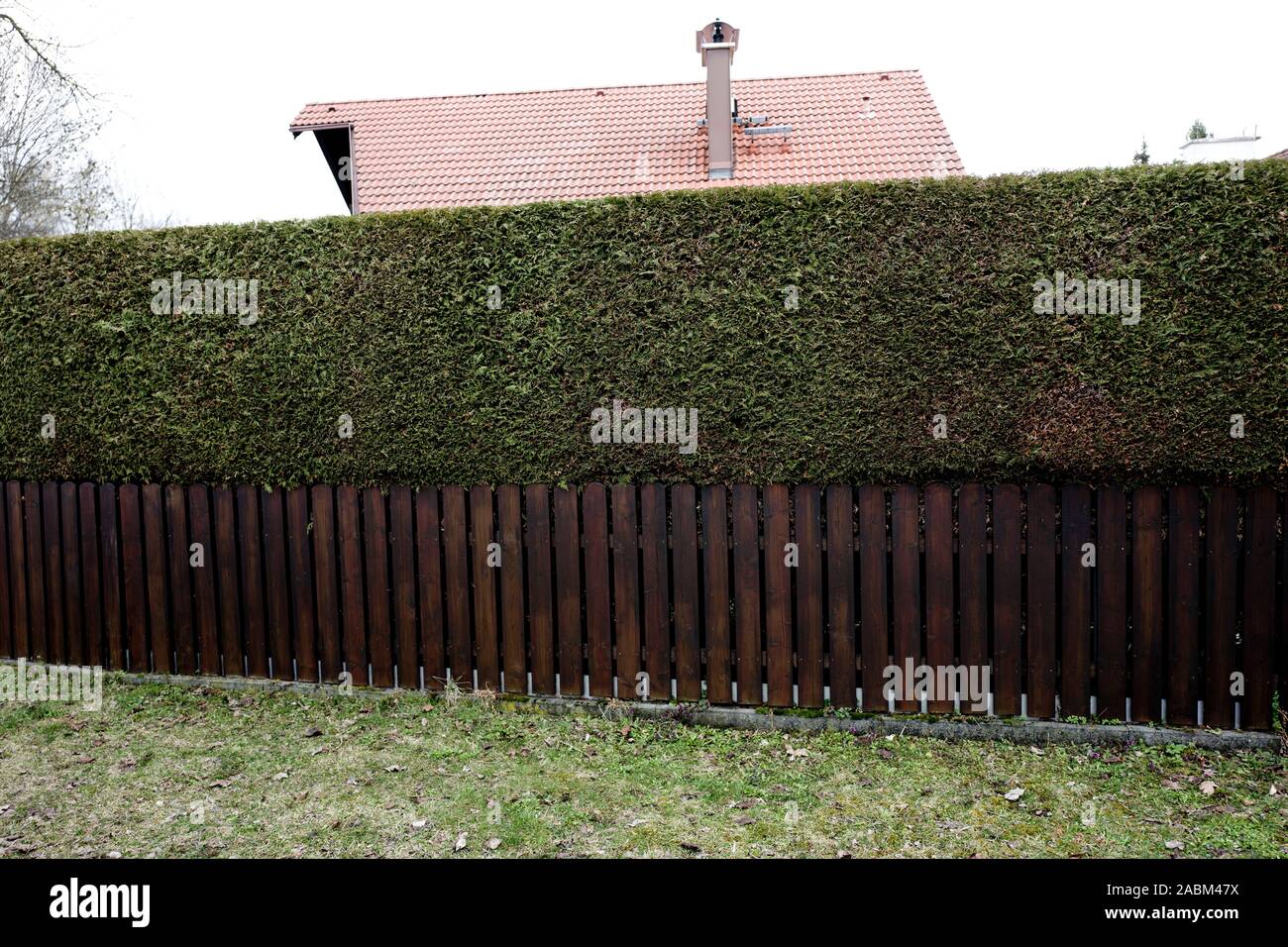 Thujen hedge as opaque garden boundary at a detached house in Eichenau. [automated translation] Stock Photo