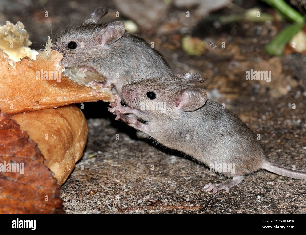 Mice feeding on cake in urban garden. Stock Photo