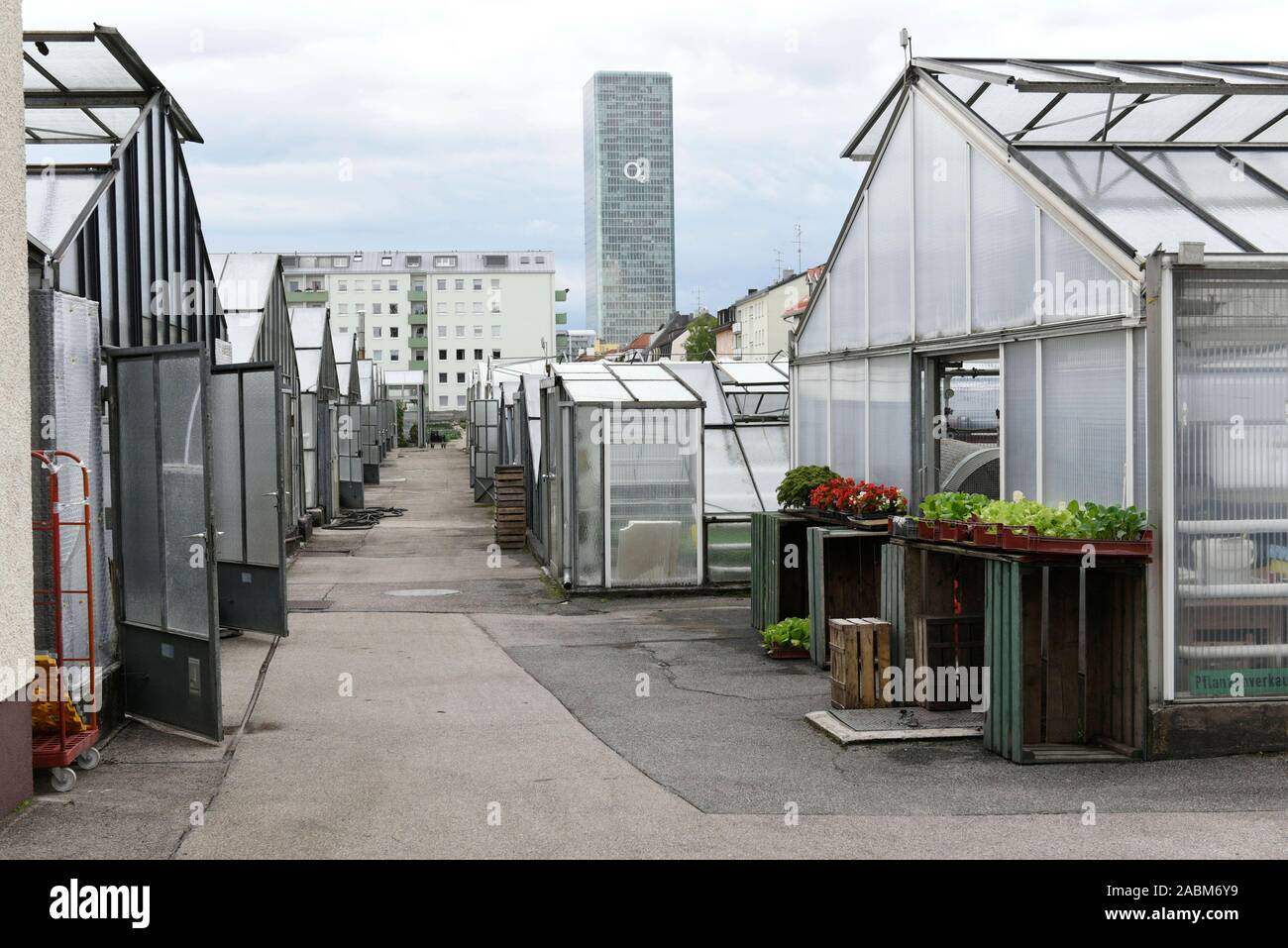 The traditional family-run vegetable growing business Schamberger in Munich-Moosach. [automated translation] Stock Photo