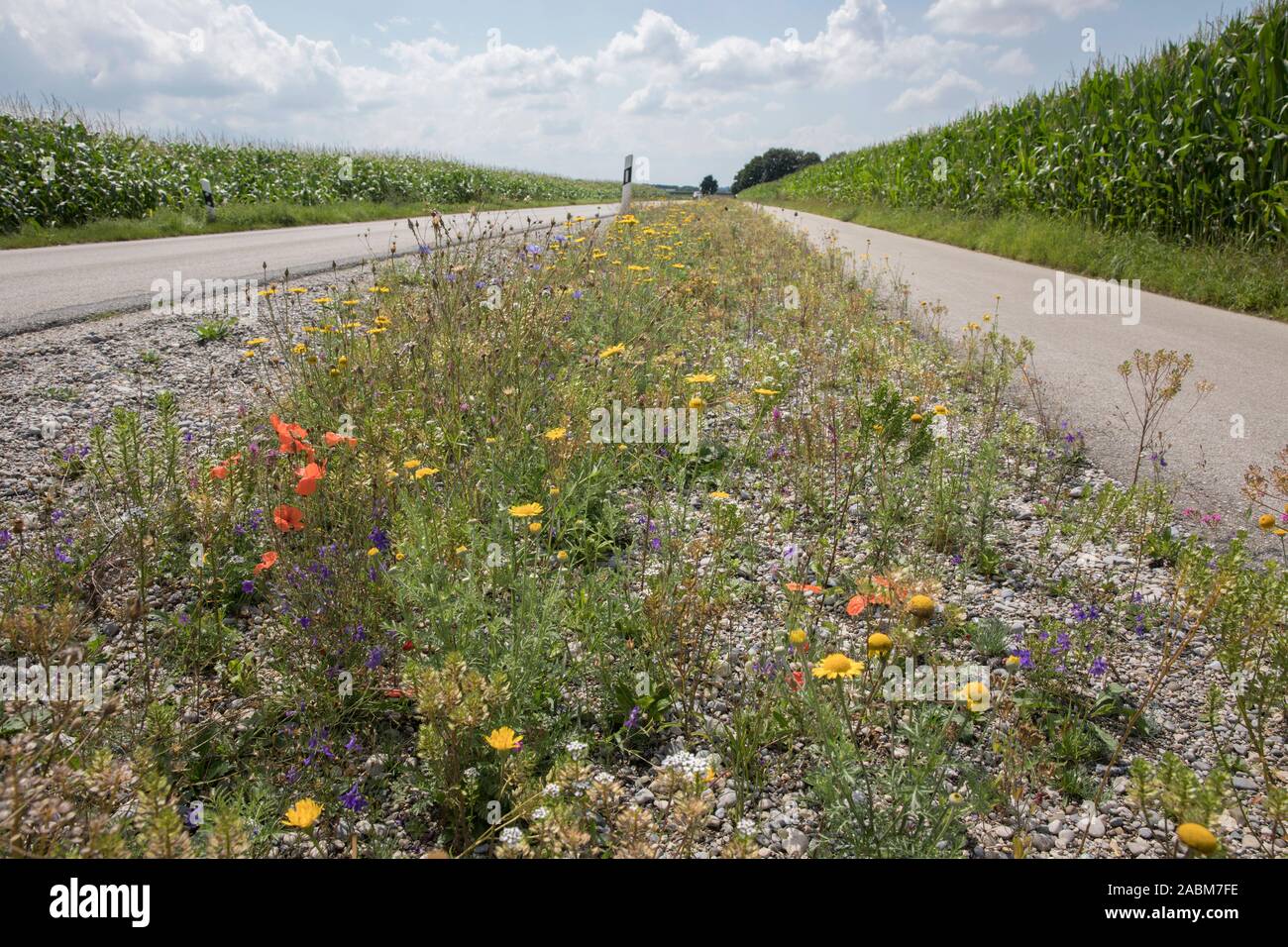 Flowers bloom on barren ground between Nassenhausen and Mammendorf next