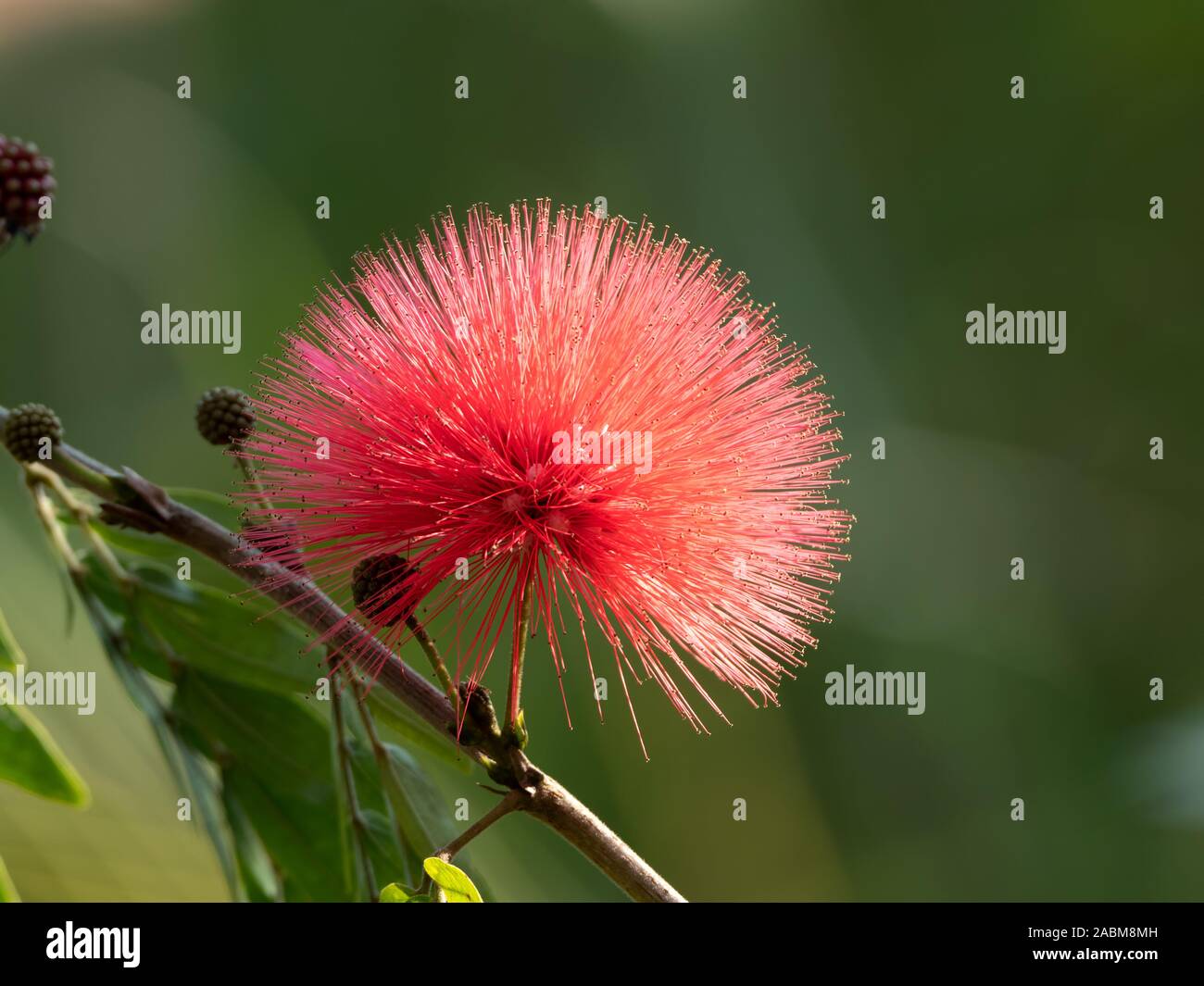 Powder Puff Flower High Resolution Stock Photography and Images - Alamy