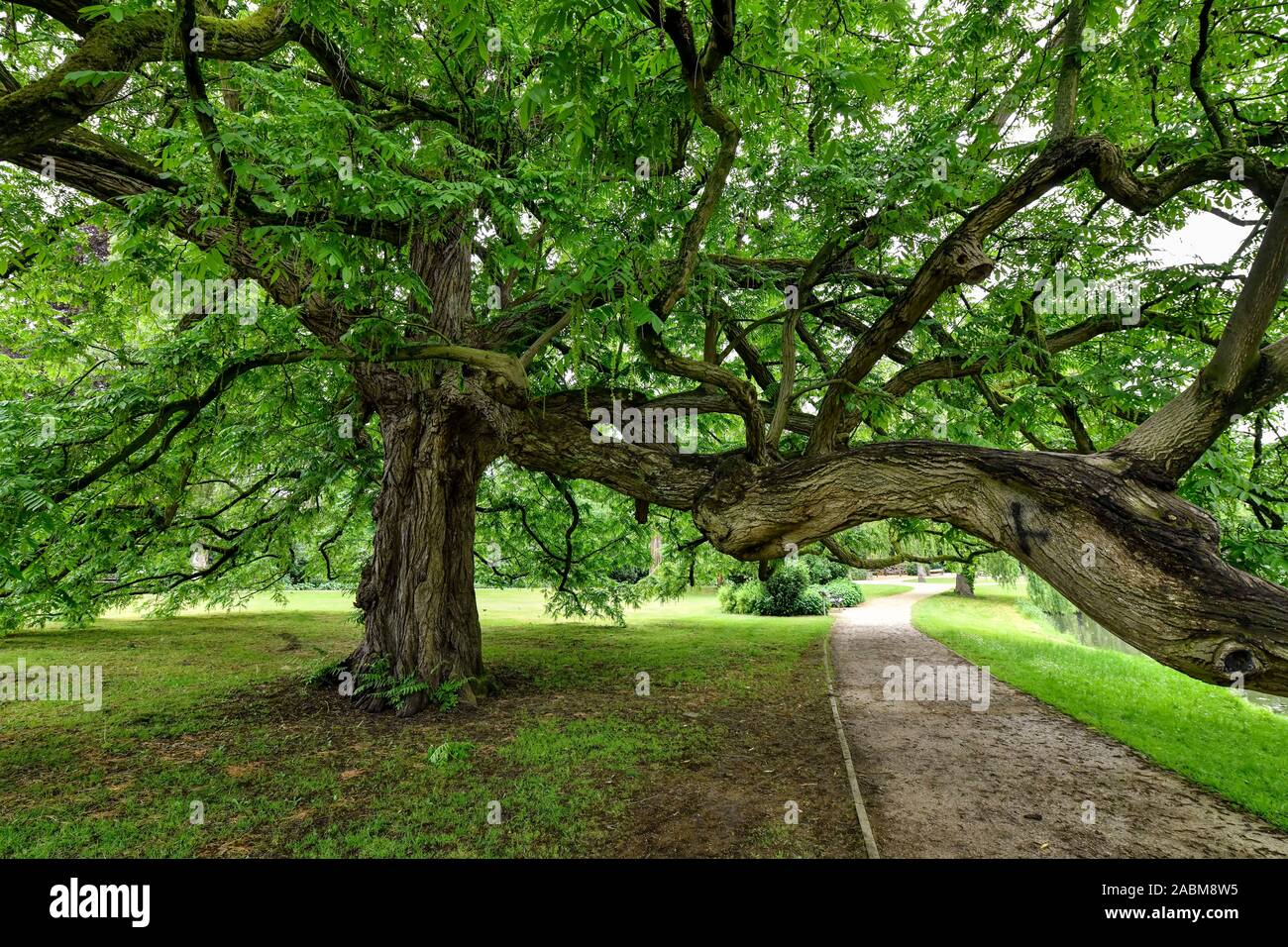 Baum, Schloßpark, Celle, Niedersachsen, Deutschland Stock Photo